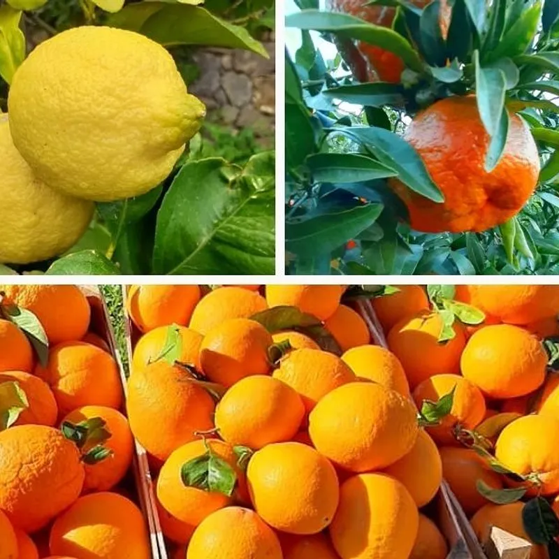 Box misto agrumi di Sicilia — foto 1