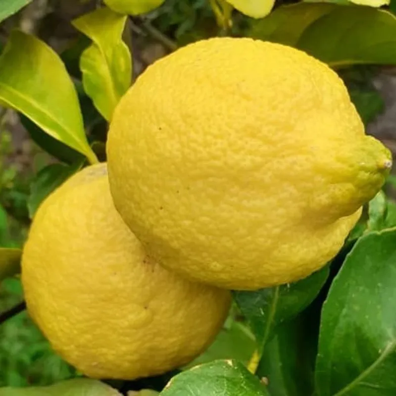 Limoni siciliani — foto 1