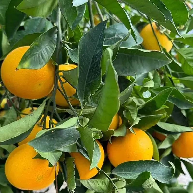 Arance Siciliane dei Nebrodi — photo 1