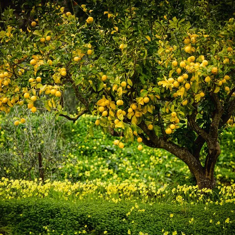 LIMONI — photo 1