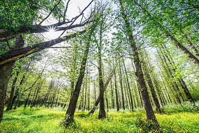 Bosco di Floresta